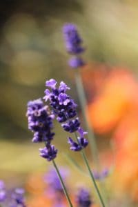 lavender 755737 1920 lavender-755737_1920